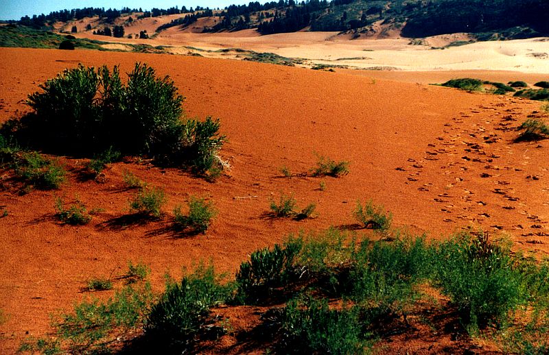 Spuren im Sand