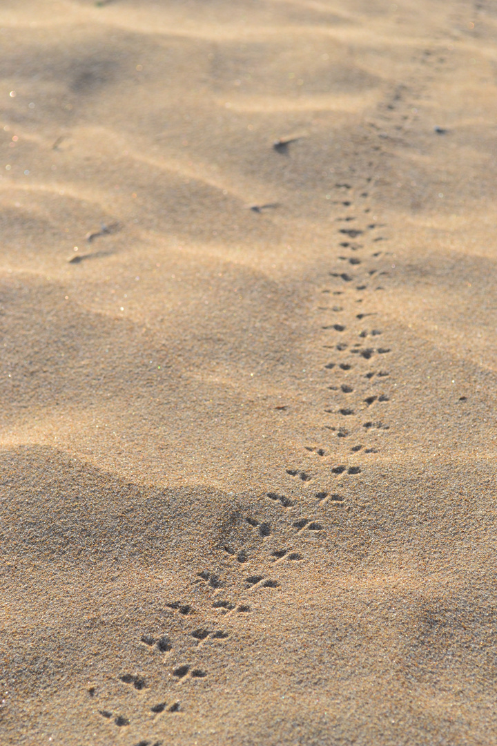 Spuren im Sand