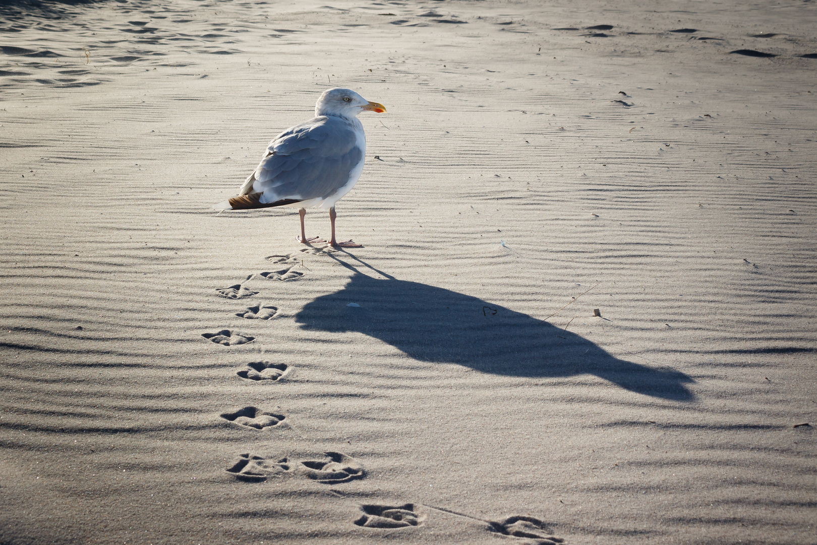 Spuren im Sand