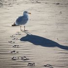 Spuren im Sand