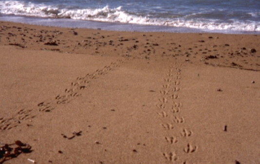 Spuren im Sand