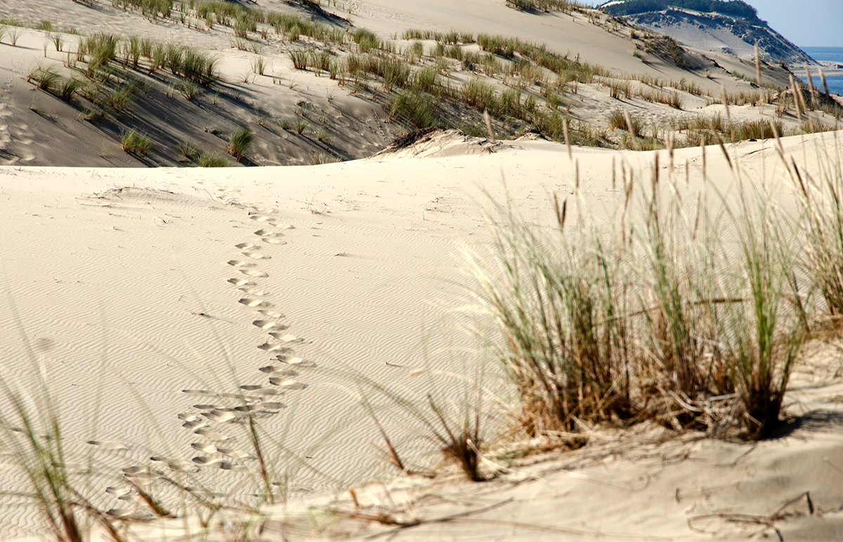 Spuren im Sand