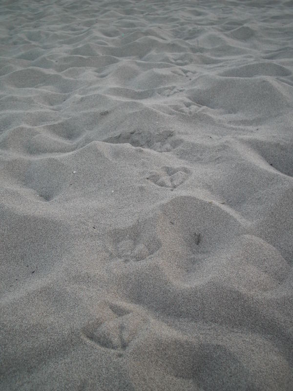 spuren im sand...