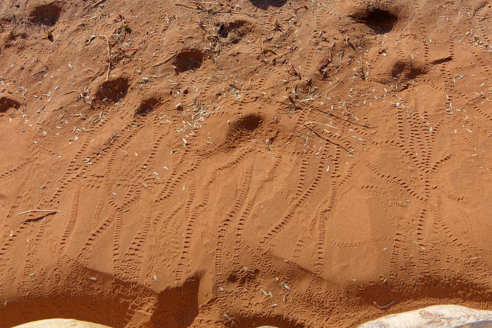 Spuren im Sand