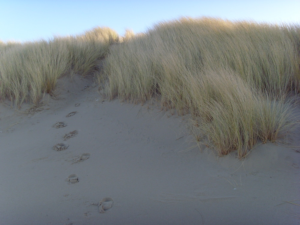 Spuren im Sand