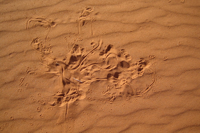 Spuren im Sand