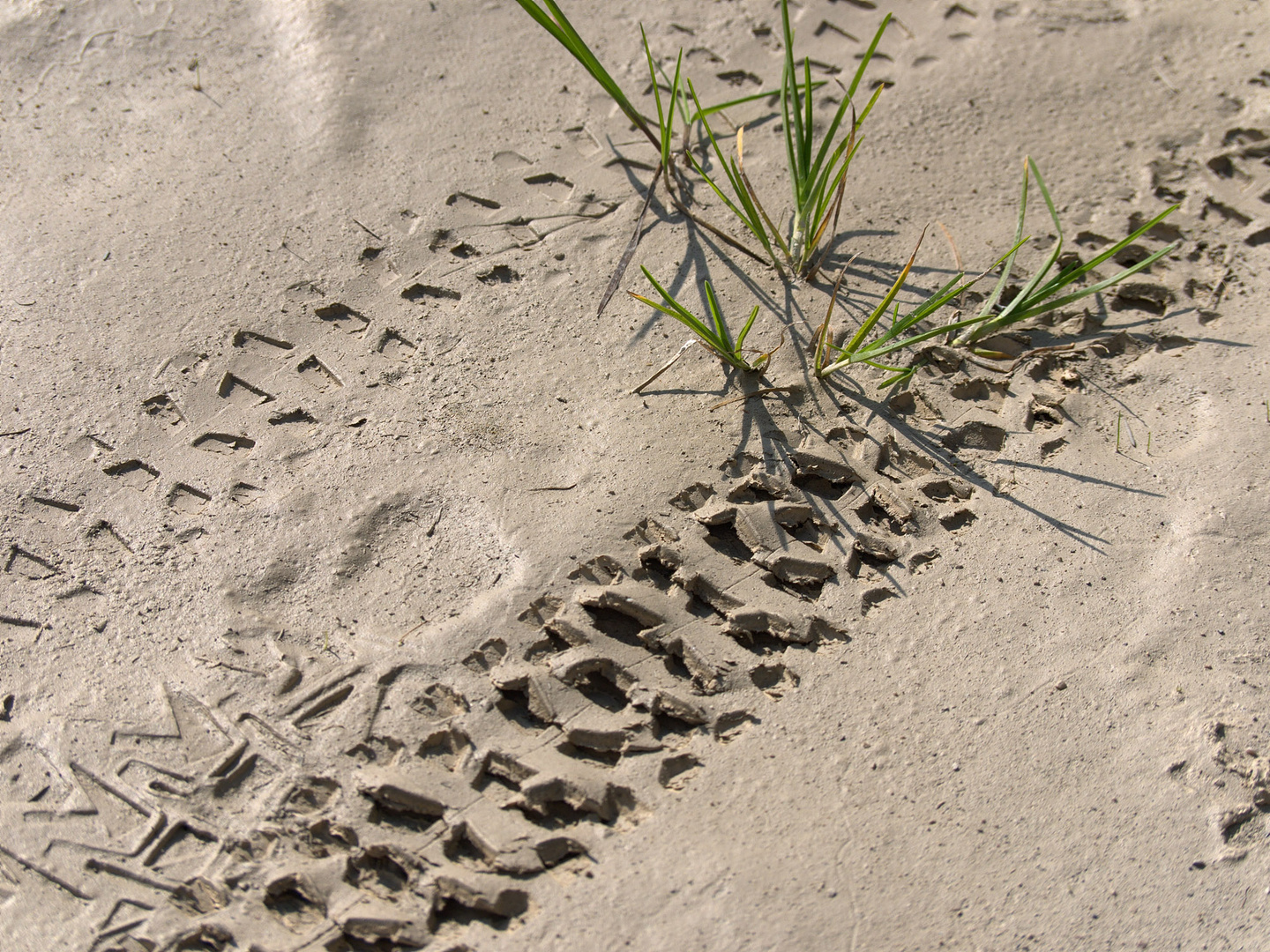 Spuren im Sand