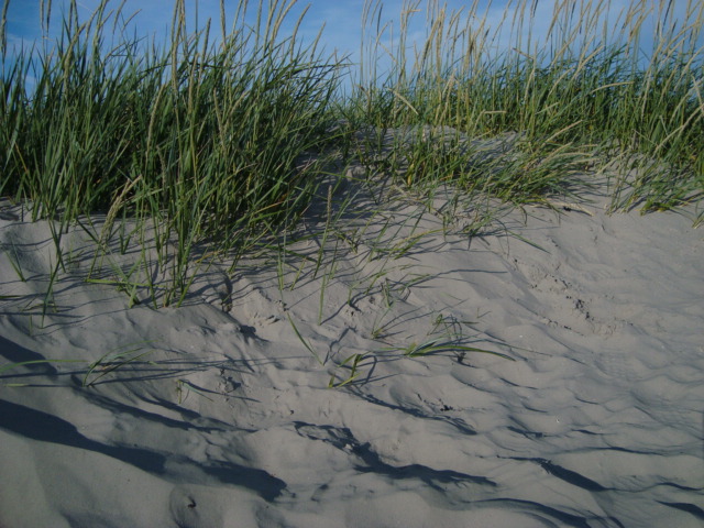 Spuren im Sand