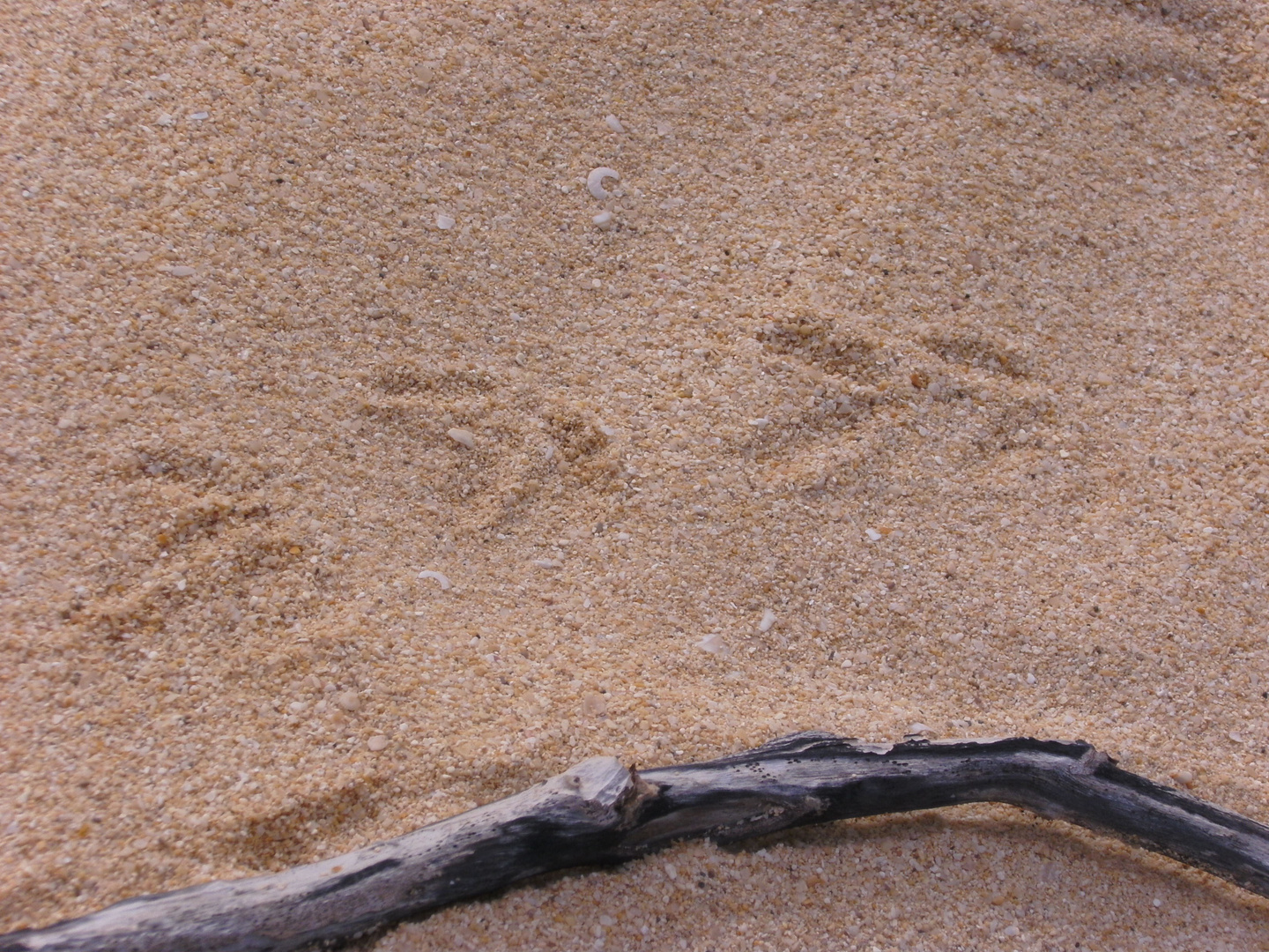 Spuren im Sand