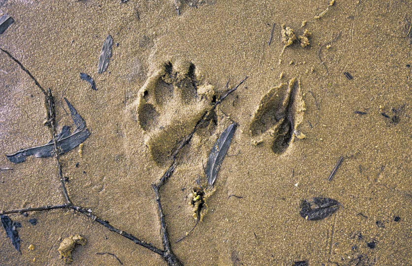 Spuren im Sand