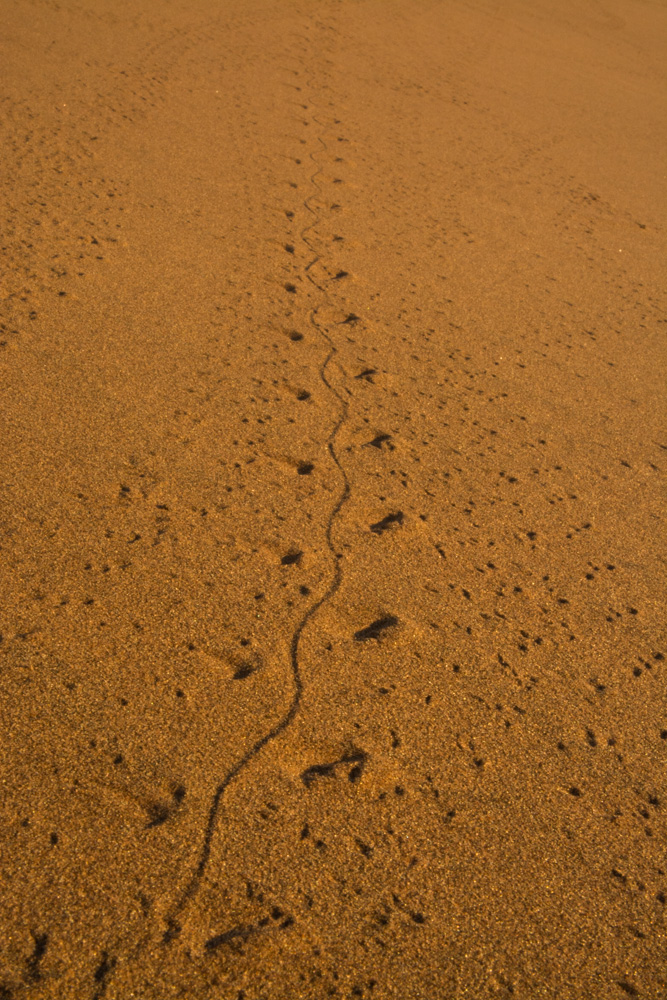 Spuren im Sand