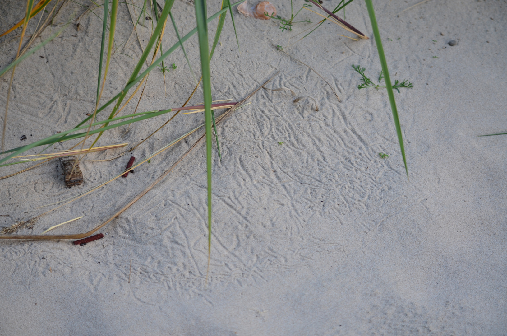 Spuren im Sand