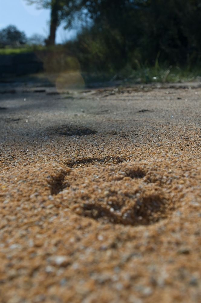 Spuren im Sand