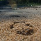 Spuren im Sand