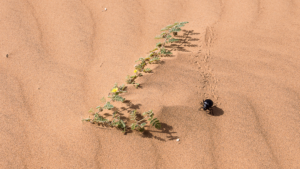 Spuren im Sand