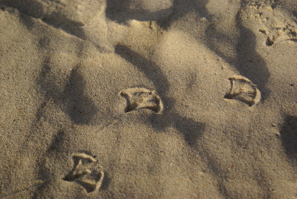 Spuren im Sand...