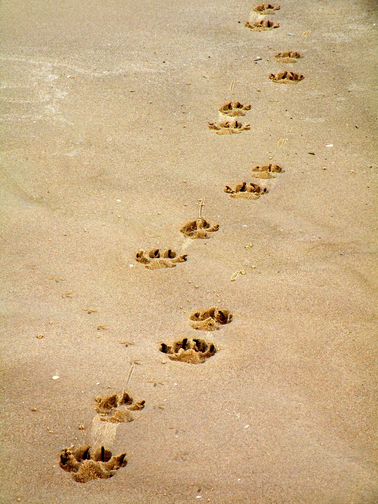 Spuren im Sand ,ist hier ein Seehund dem Meer entstiegen ?