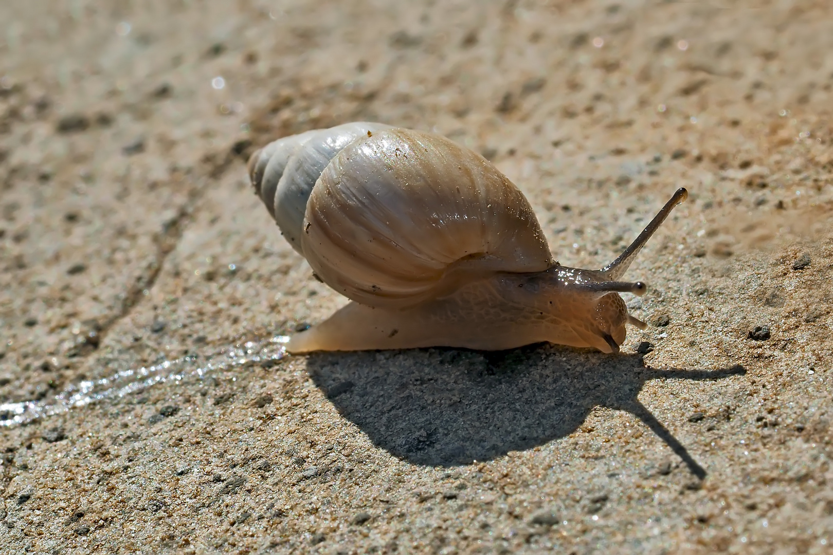 Spuren im Sand. - L'escargot laisse des traces partout...