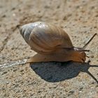 Spuren im Sand. - L'escargot laisse des traces partout...