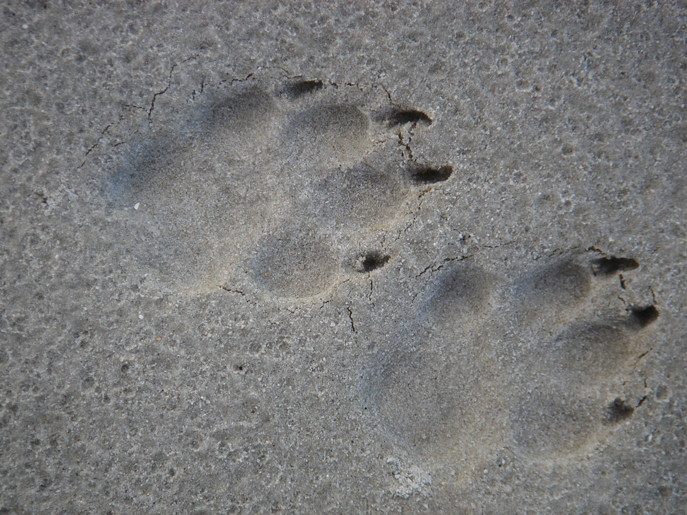 Spuren im Sand von SPO