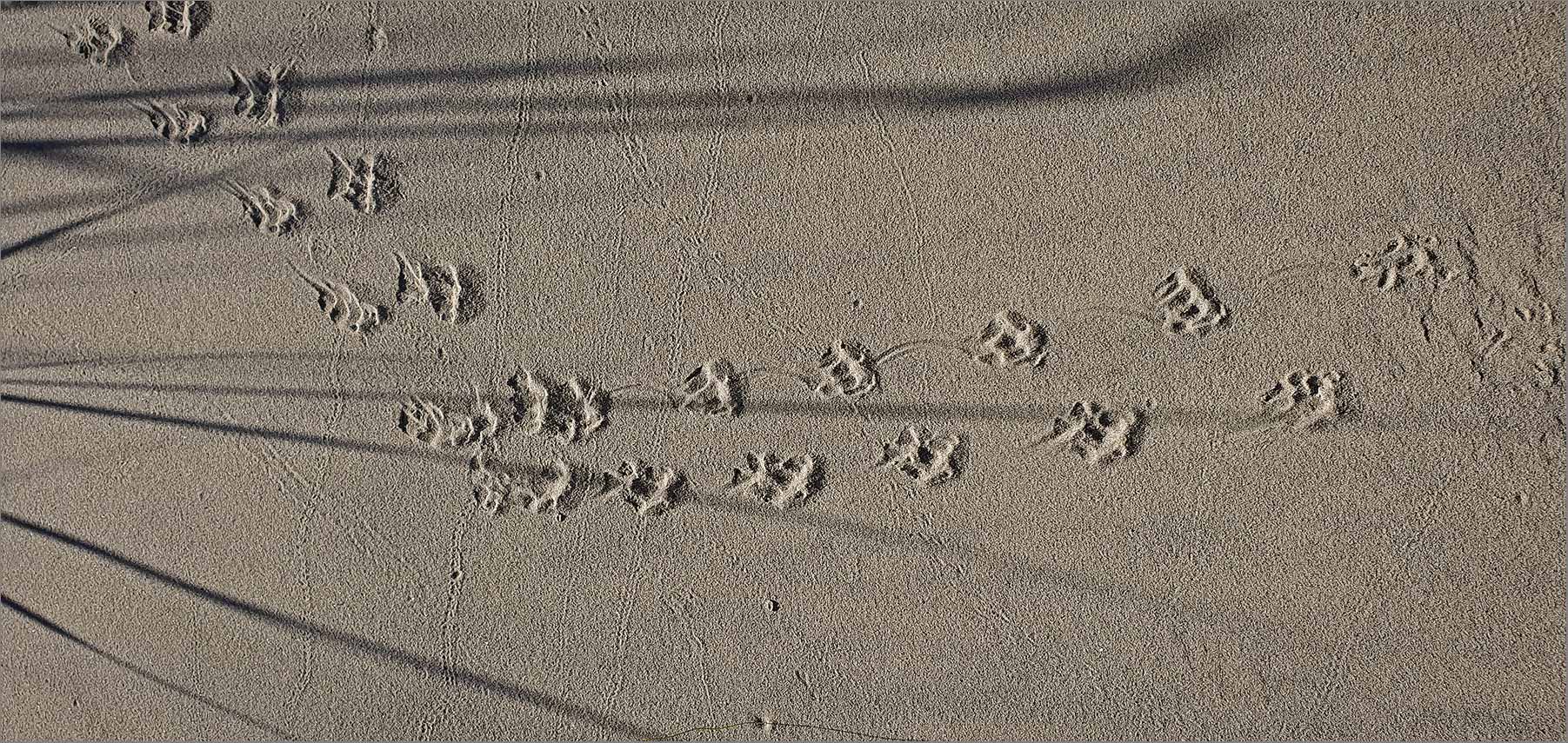 Spuren im Sand  -  von wem?