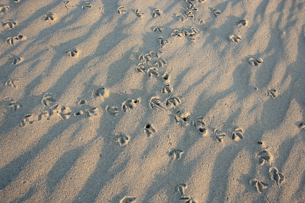 Spuren im Sand - wer das wohl war?