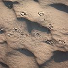 "Spuren im Sand" Wyk auf Föhr