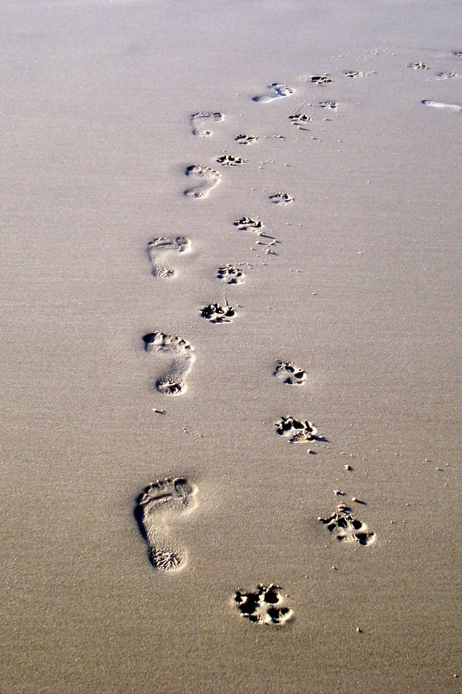 Spuren im Sand.....Freunde fürs Leben Foto & Bild ...