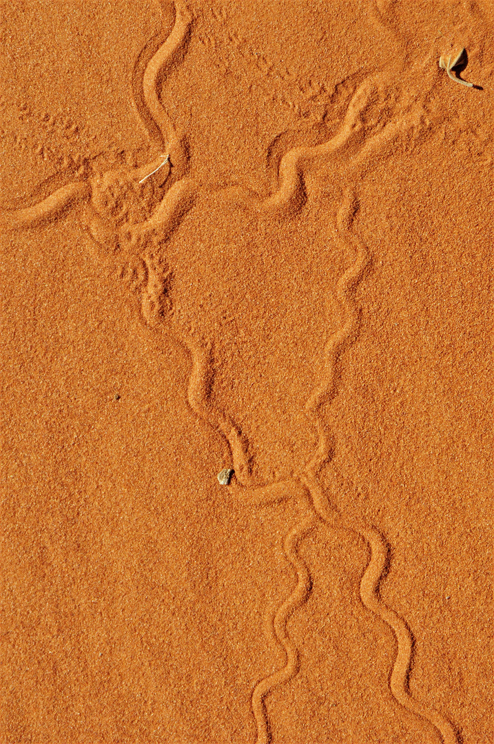 Spuren im Sand...Wer sie kennt kann sie lesen