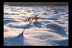 Spuren im Schnee.