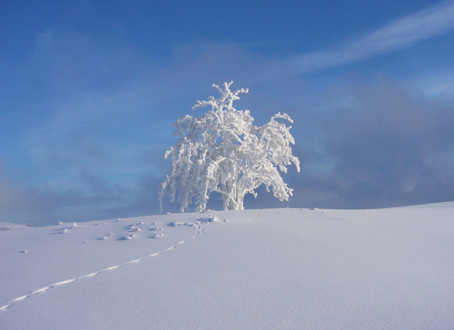 Spuren im Schnee