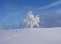 Spuren im Schnee von b a r b a r a 