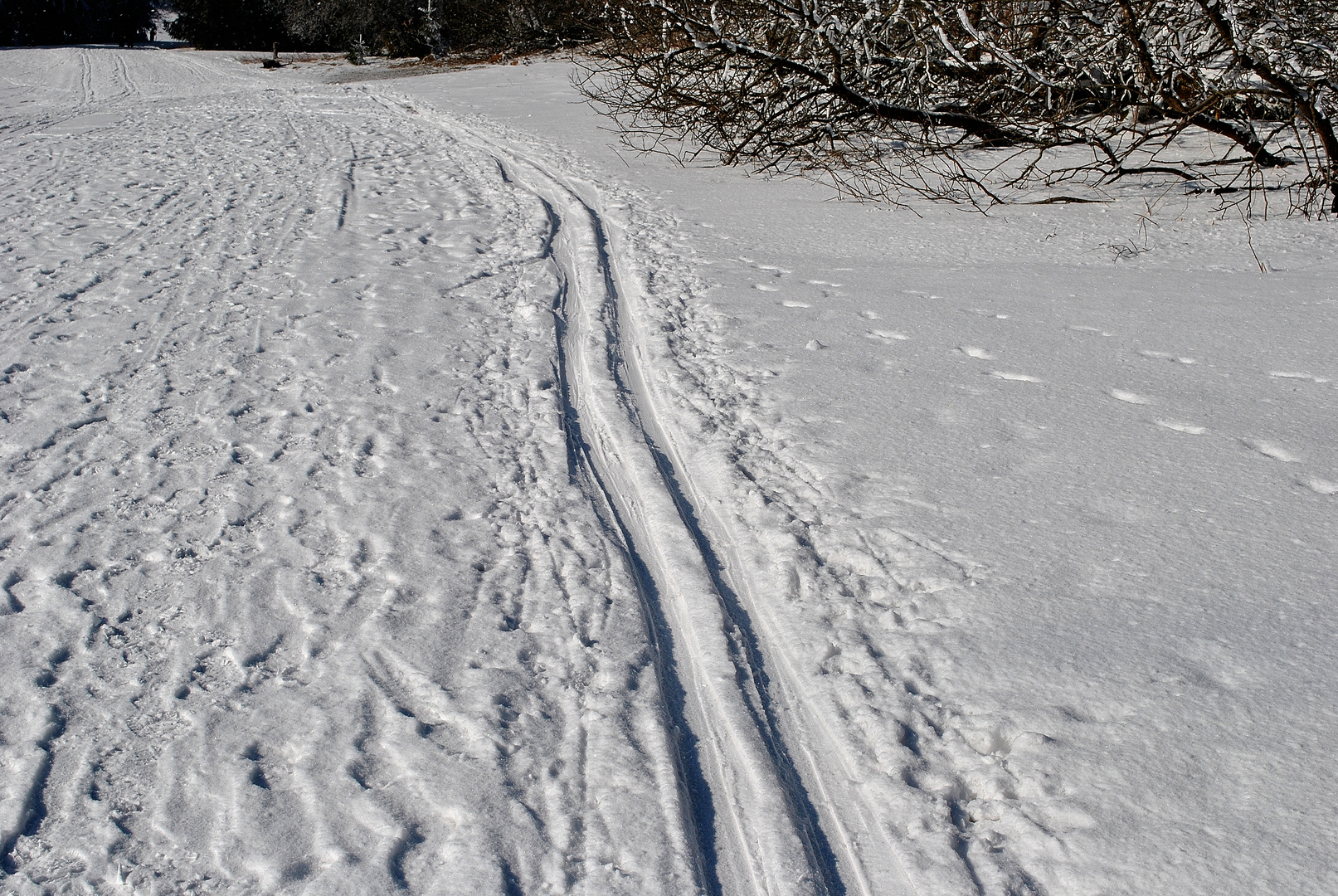 Spuren im Schnee 1