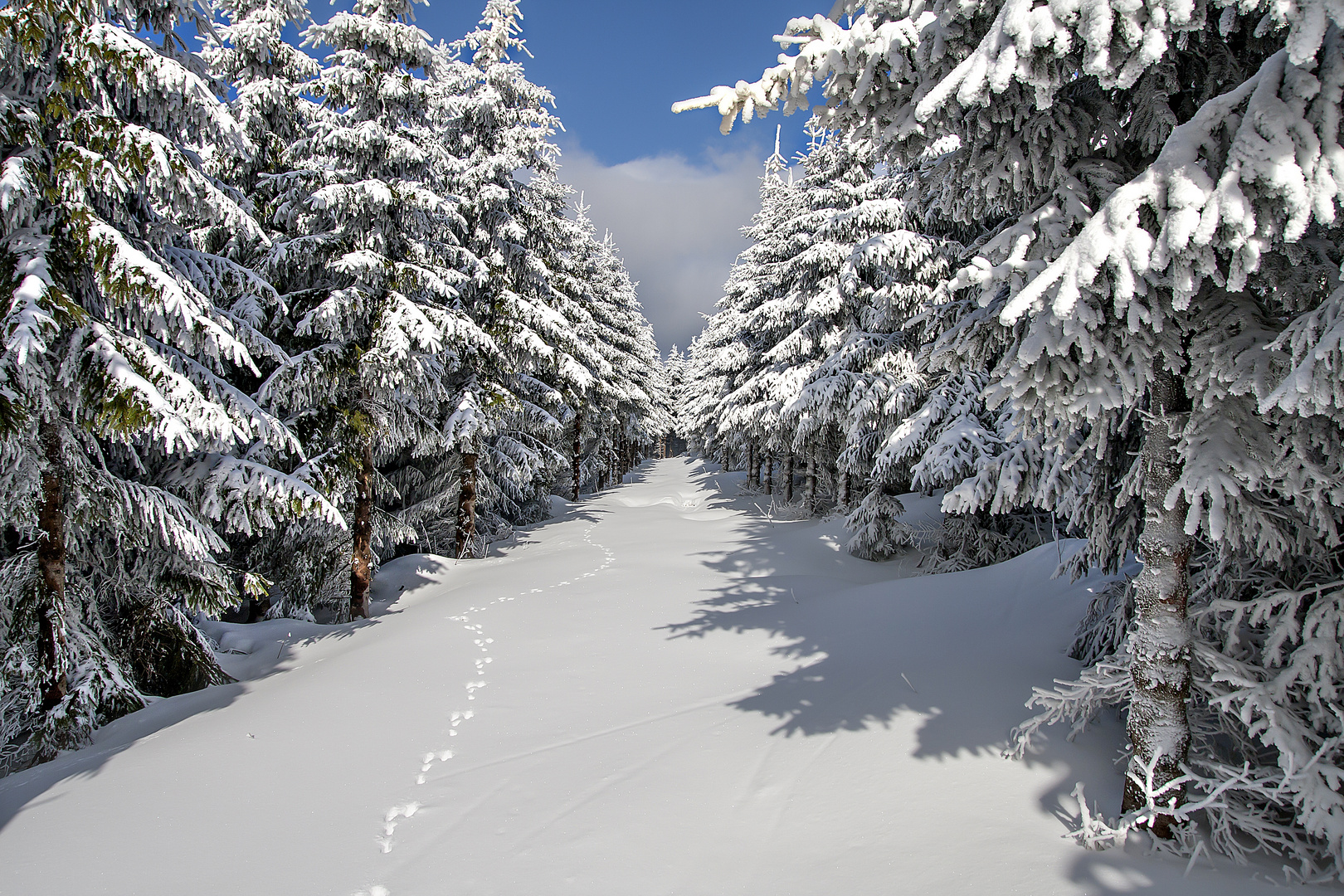 Spuren im Schnee!