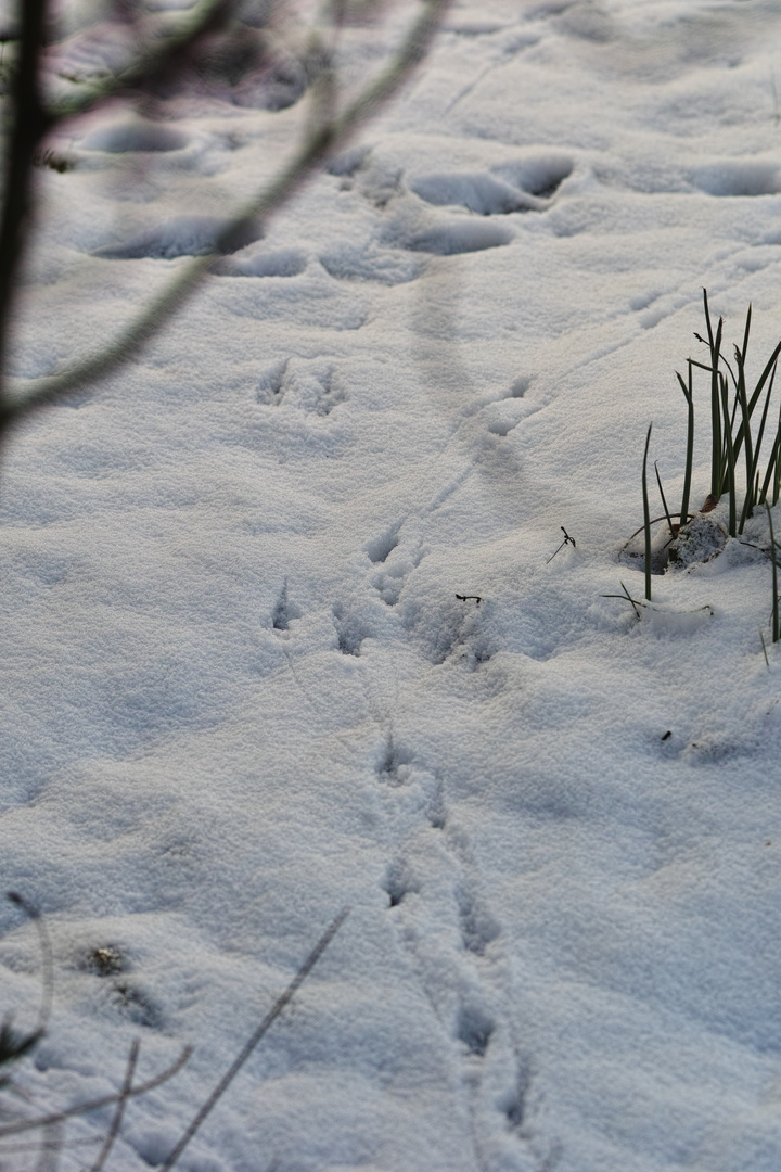 Spuren im Schnee