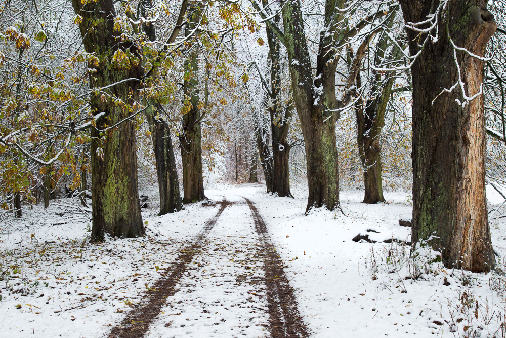 Spuren im Schnee