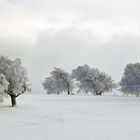 spuren im schnee