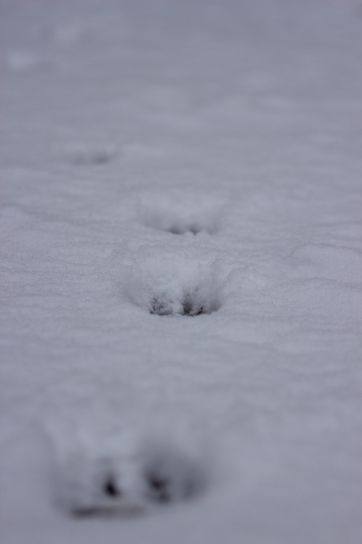 Spuren im Schnee