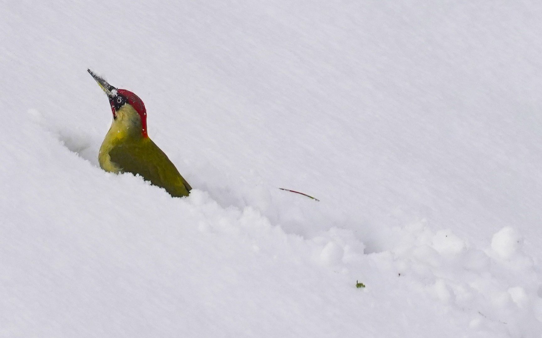 Spuren im Schnee, 20.3.2021