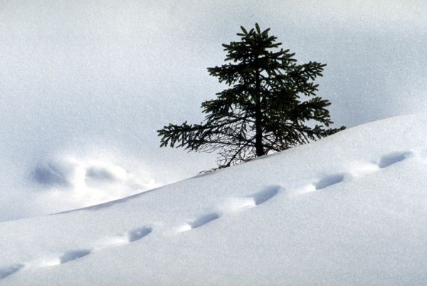 Spuren im Schnee