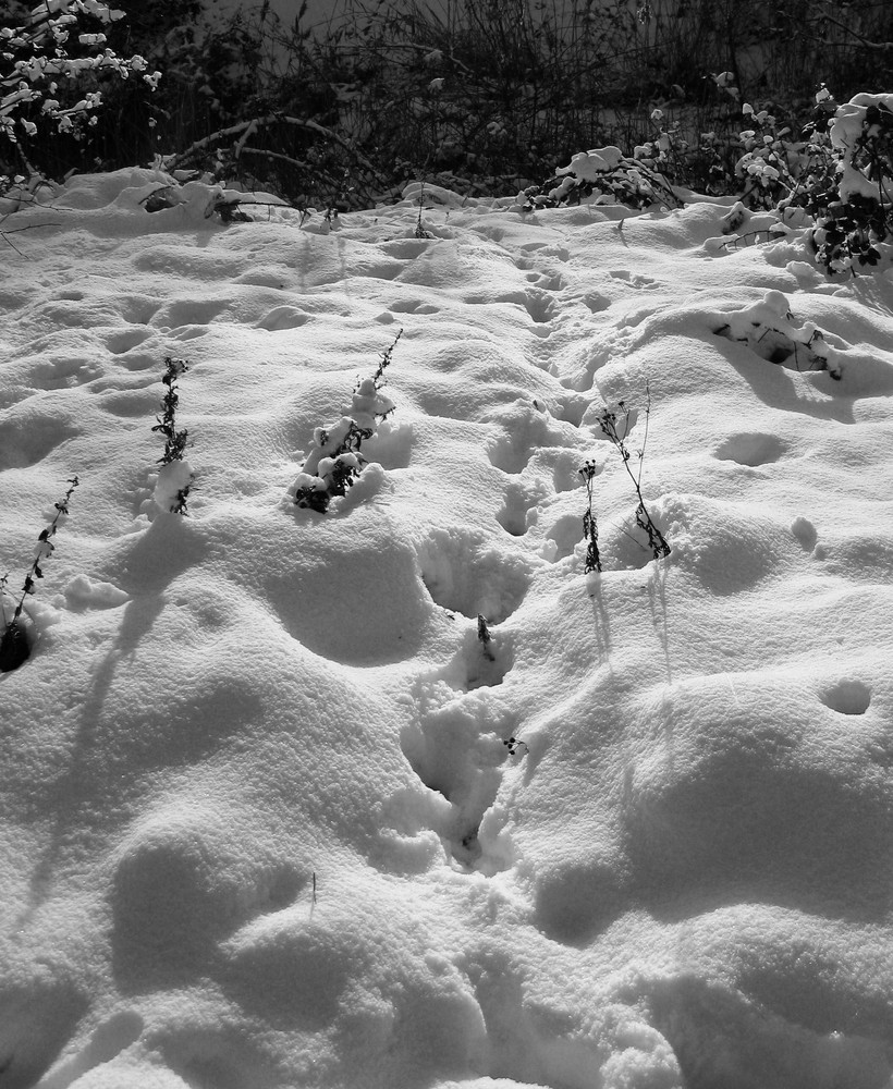 Spuren im Schnee