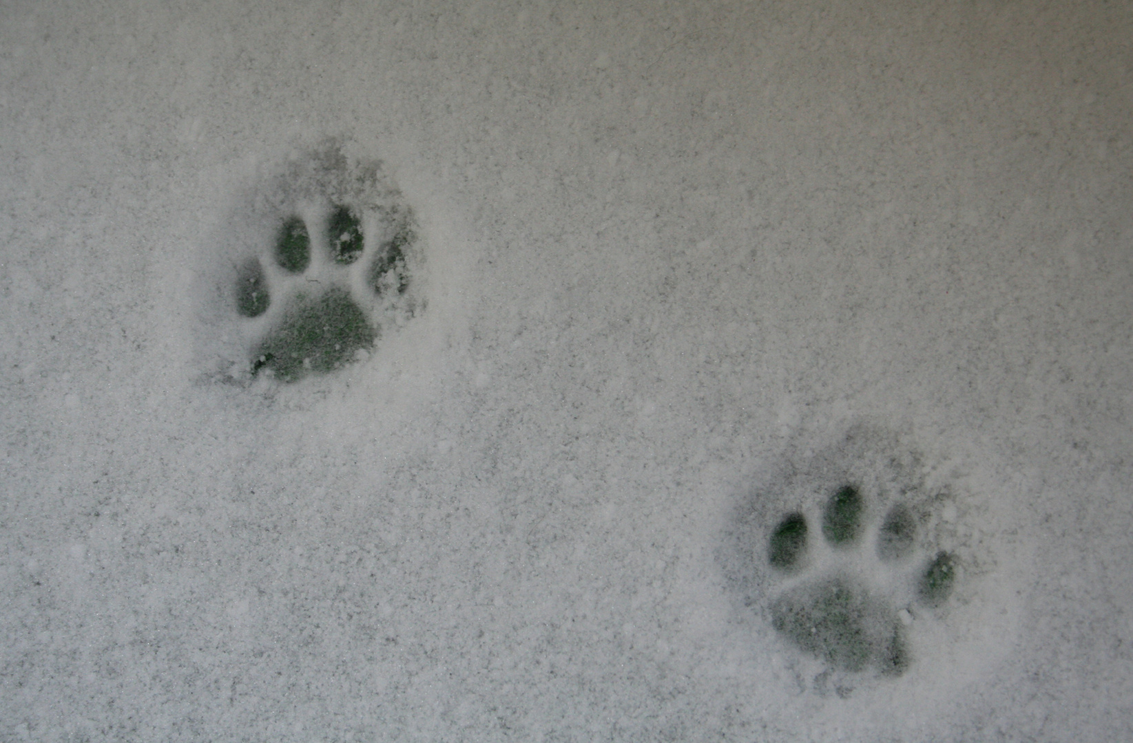 Spuren im Schnee... Foto & Bild tiere, haustiere, katzen Bilder auf