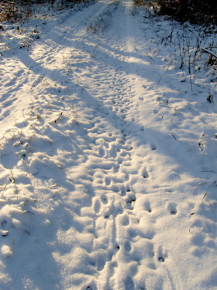 Spuren im Schnee