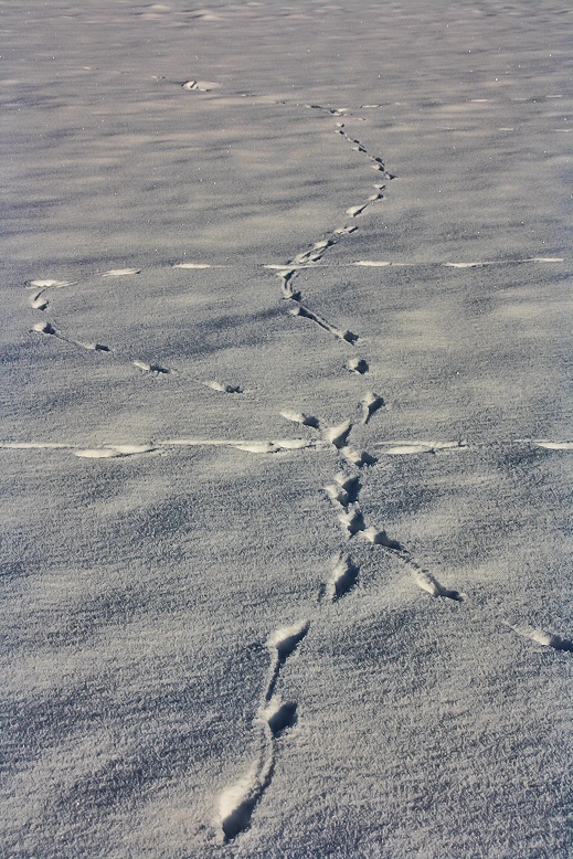 Spuren im Schnee