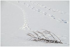 Spuren im Schnee