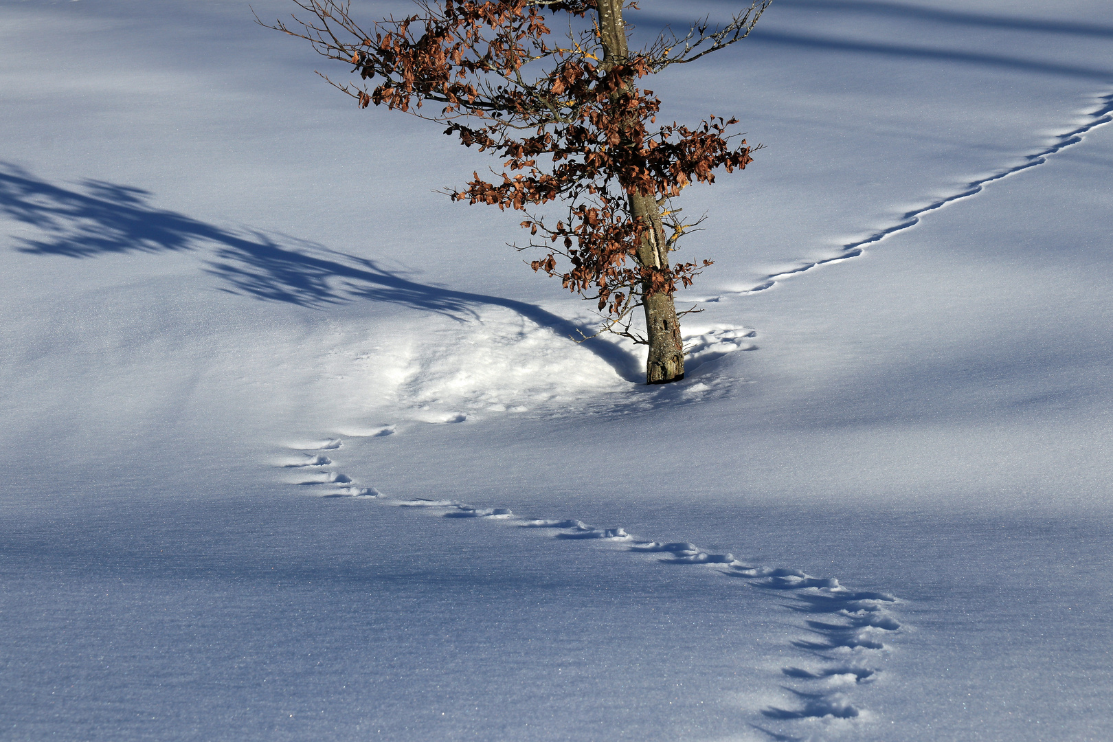 Spuren im Schnee