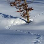 Spuren im Schnee