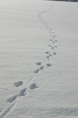 Spuren im Schnee