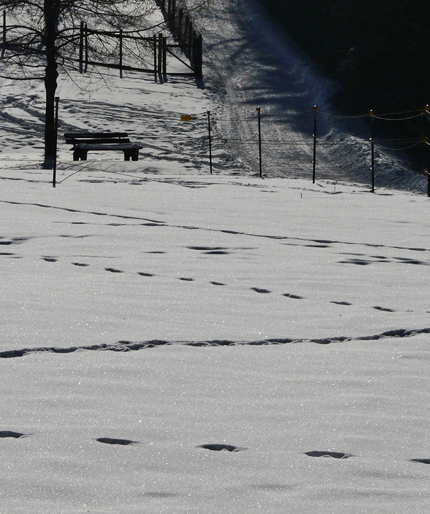 Spuren im Schnee