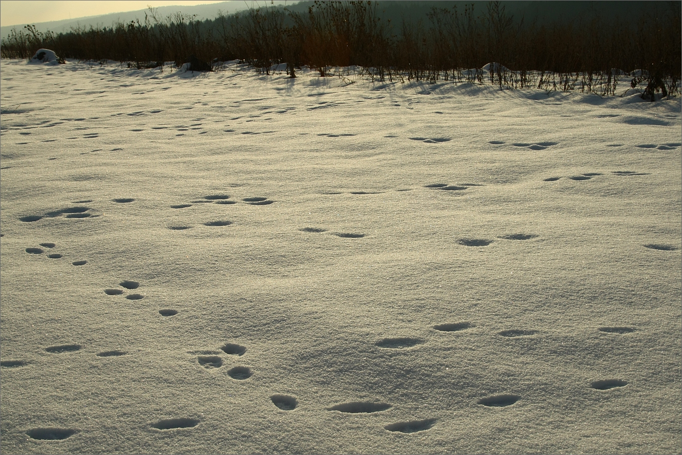 Spuren im Schnee